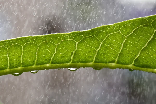 Hierba en el jardín para la lluvia —  Fotos de Stock