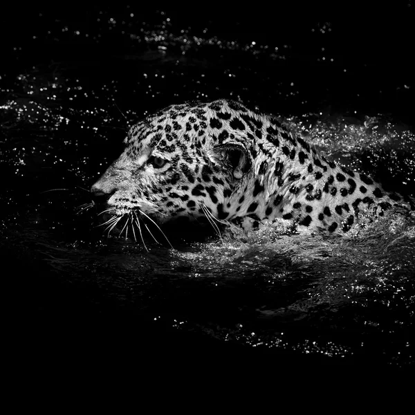 Jaguar  swim — Stock Photo, Image