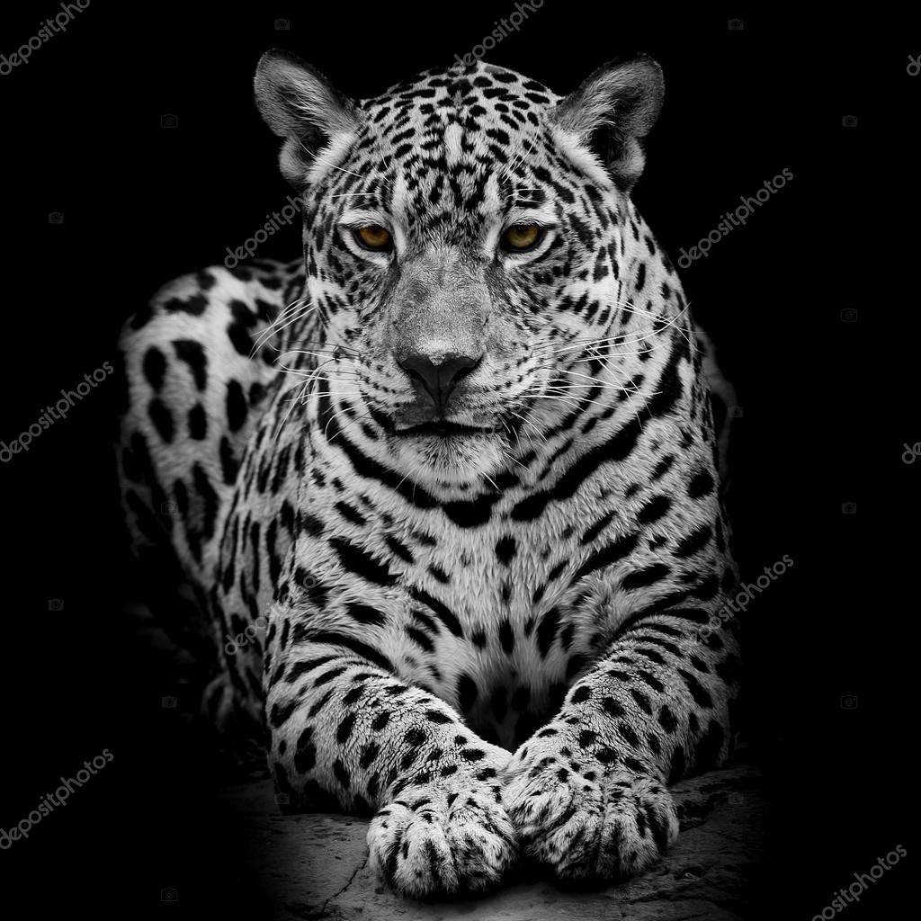 Leopard portrait Stock by ©art9858