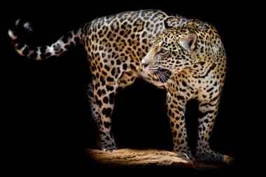 Jaguar portre