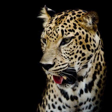 Leopar portre kadar kapatın