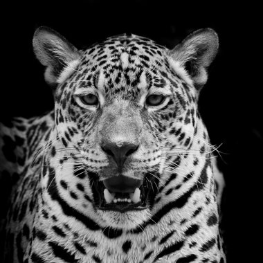 Jaguar portre
