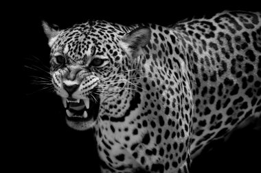 Jaguar portre