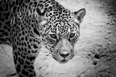 Jaguar portre