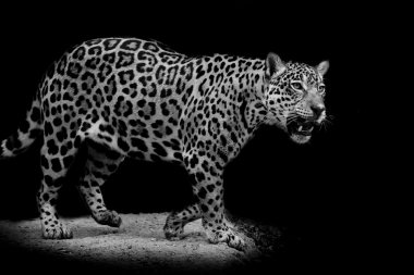 Jaguar portre