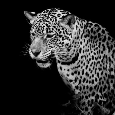 leopar portre