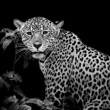 Jaguar portre