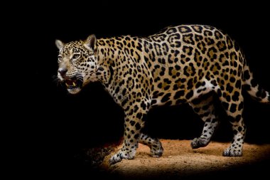 Jaguar portre