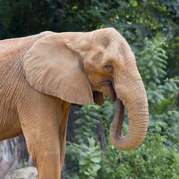 Elephant — Stock Photo, Image