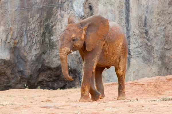 Baby elephant — Stock Photo, Image