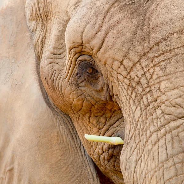 Elephant — Stock Photo, Image