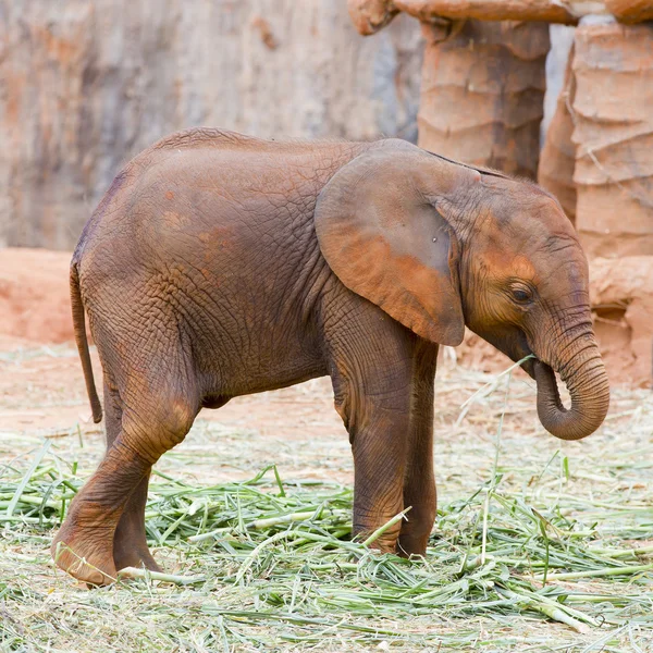 Elefante bebé — Foto de Stock