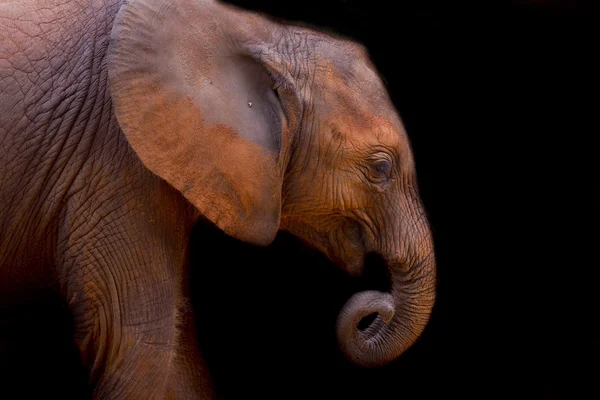 Baby elephant — Stock Photo, Image