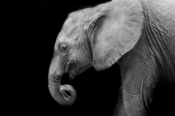 Baby elephant — Stock Photo, Image