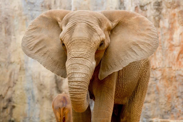 Elephant — Stock Photo, Image