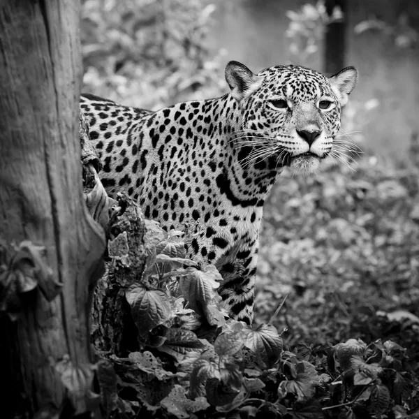 Jaguar portret — Stockfoto