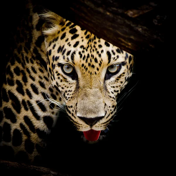 Close up Retrato de leopardo — Fotografia de Stock