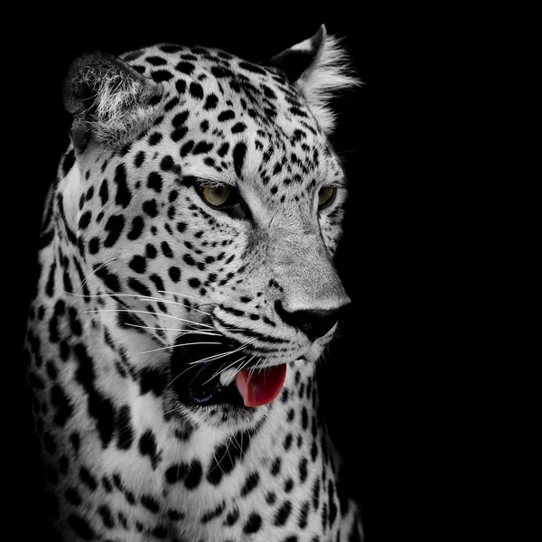 Leoparden-Porträt aus nächster Nähe — Stockfoto