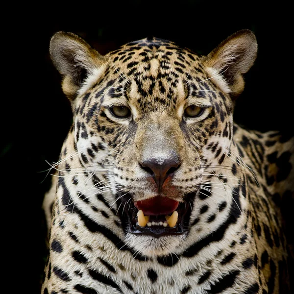 Jaguar porträtt — Stockfoto