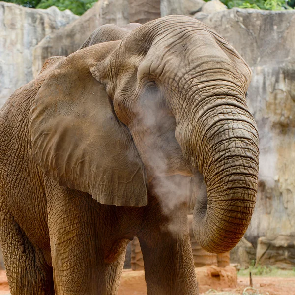 Elephant — Stock Photo, Image