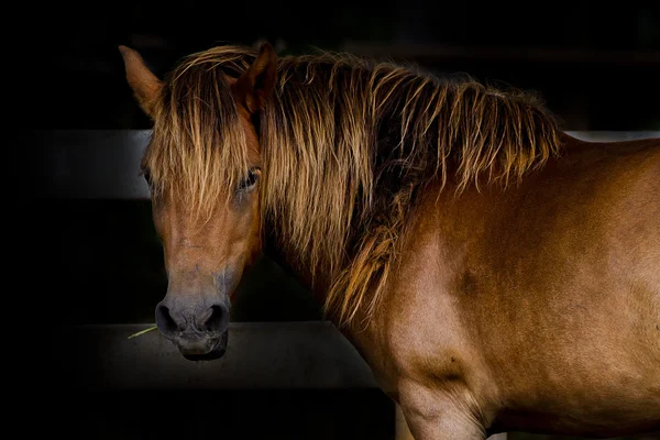 Кінь фону — стокове фото