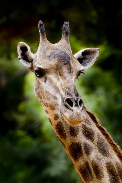 Bliska żyrafa — Zdjęcie stockowe