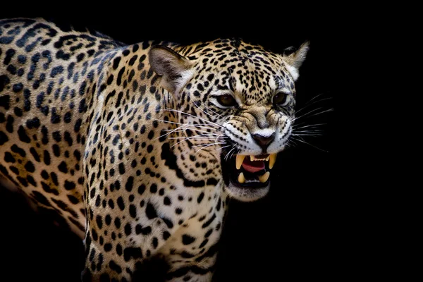 Retrato de Jaguar — Fotografia de Stock