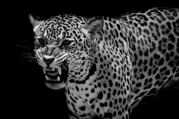 Retrato de Jaguar — Fotografia de Stock