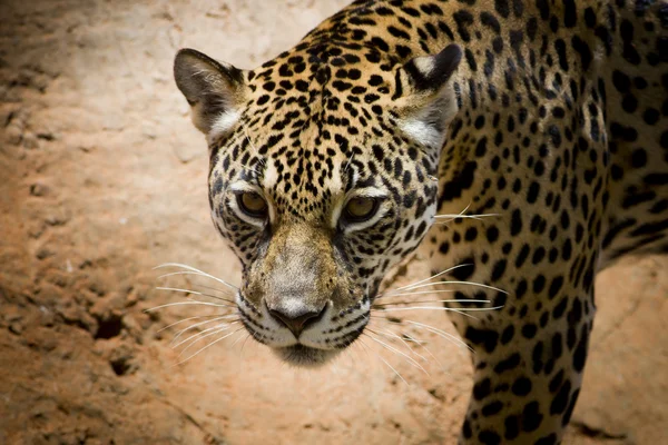 Portret Jaguar — Zdjęcie stockowe