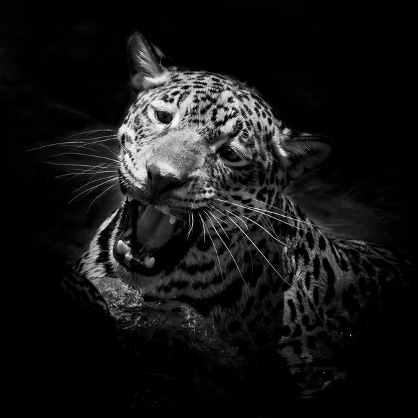 Jaguar portre — Stok fotoğraf