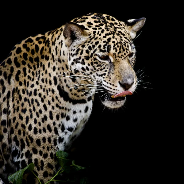 Retrato de leopardo —  Fotos de Stock