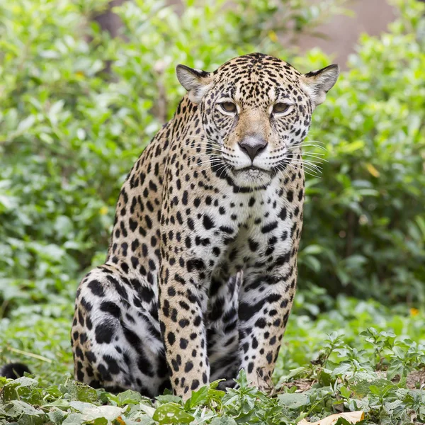 Jaguar portrét — Stock fotografie