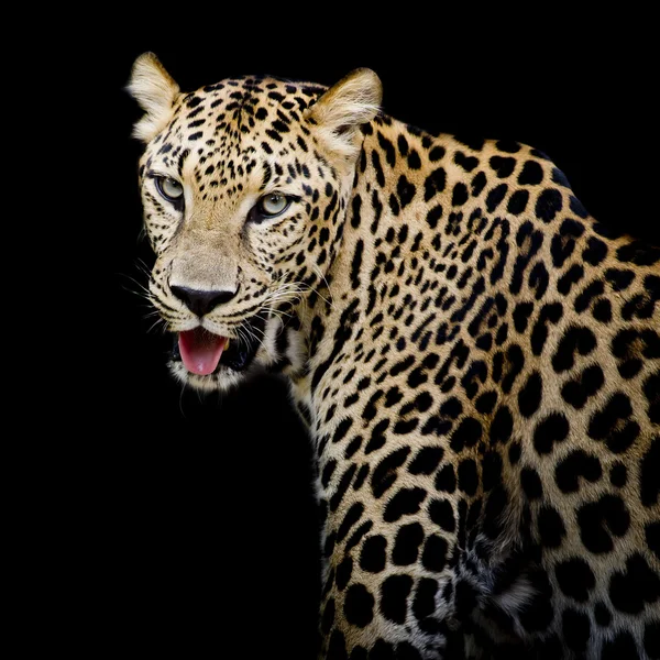 Leopard portrait — Stock Photo, Image