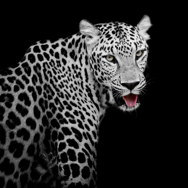 Leopard portrait — Stock Photo, Image