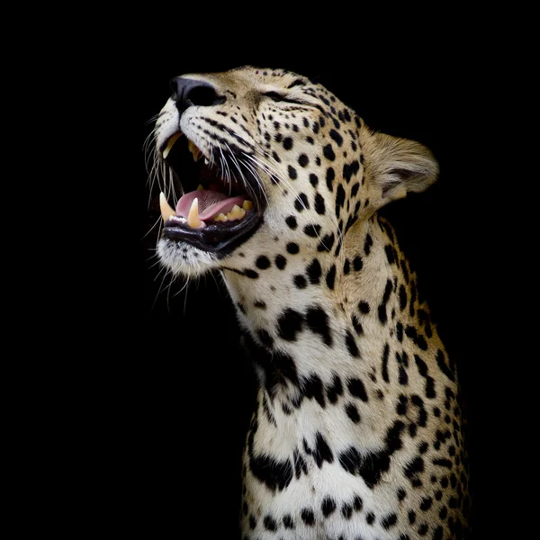 豹子肖像 — 图库照片