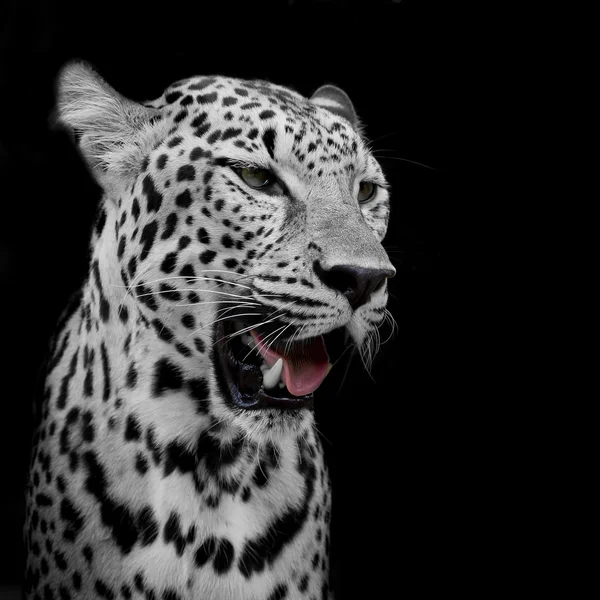 Retrato de leopardo — Fotografia de Stock