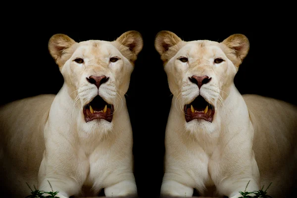 Closeup of white lion — Stock Photo, Image