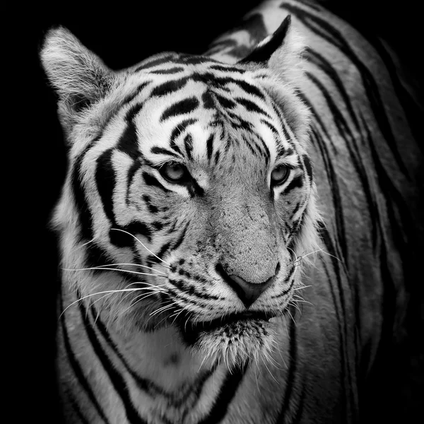 Tiger bakgrund — Stockfoto