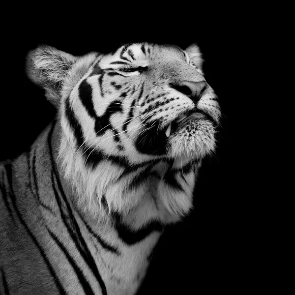 Tigre estaba feliz. — Foto de Stock