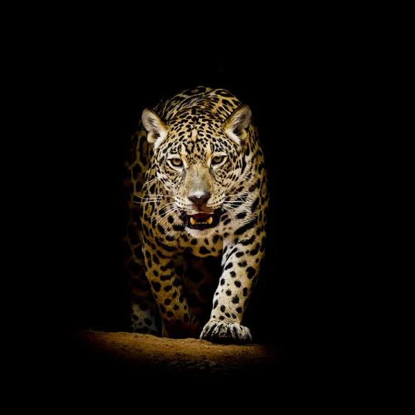 Leopardenporträt — Stockfoto