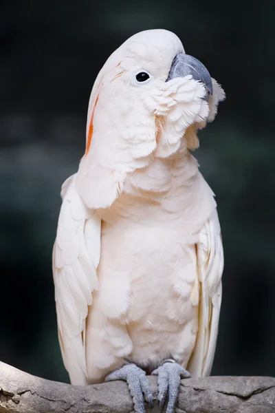 Ritratto di un Cockatoo molucco (Cacatua moluccensis), o Salmone — Foto Stock