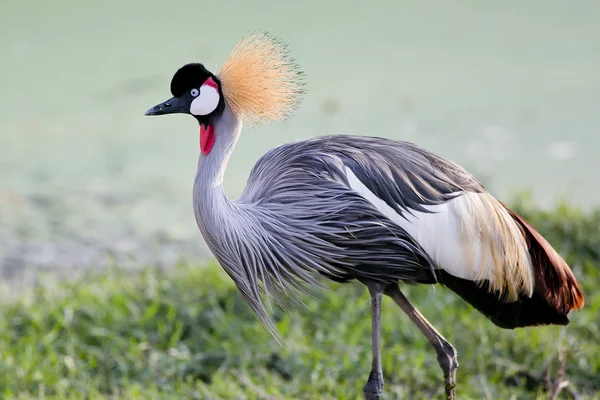 Grey Crowned Crane bird in rainforest — Stock Photo, Image