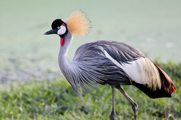 Grey Crowned Crane bird in rainforest