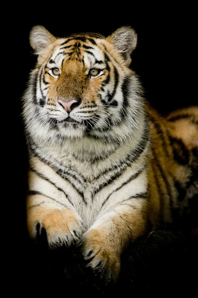 Μια τίγρη που αιωρείται έτοιμη να επιτεθεί — Φωτογραφία Αρχείου