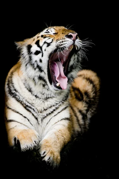 Sumatra Tigre rugindo — Fotografia de Stock
