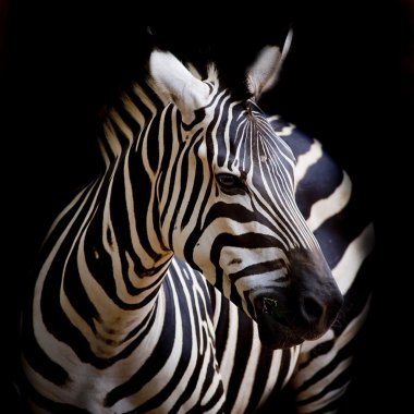 A Headshot of a Burchell's Zebra clipart