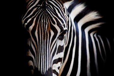 Bir Headshot bir bayağı Zebra