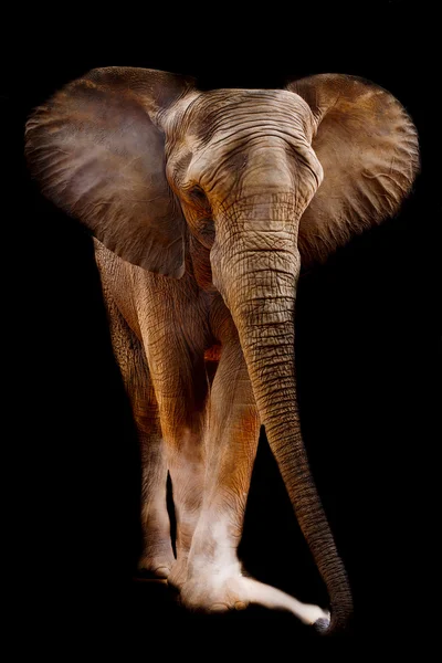 African elephant — Stock Photo, Image