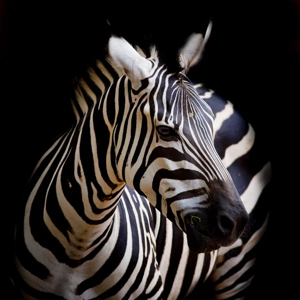 Ein Kopfschuss eines Burchell-Zebras — Stockfoto