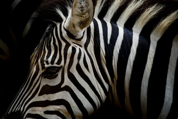 Ein Kopfschuss eines Burchell-Zebras — Stockfoto